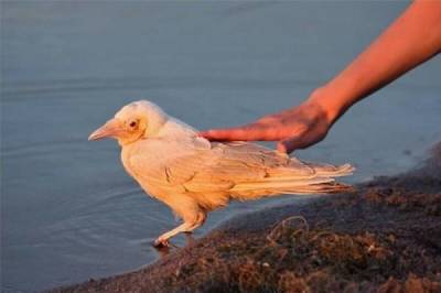 Белые вороны: Судьба «особенных» птиц в стае. Как к ним относятся сородичи на самом деле? - skuke.net - Интересно
