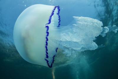 Туристов на Азовском море предупредили об опасности после контакта с медузами - enovosty.com