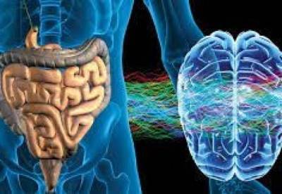 Ученые раскрыли секрет работы «второго мозга» человека - facenews.ua - Украина