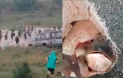 Голыми руками под Анапой местные мешками ловили рыбу и радовались - privet-rostov.ru - Анапа