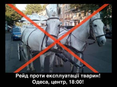 Одесситы заступились за лошадь - odessa-life.od.ua - Украина