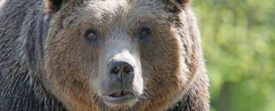 Минприроды Новосибирской области поручило застрелить опасного медведя - runews24.ru - Новосибирская обл. - район Колыванский