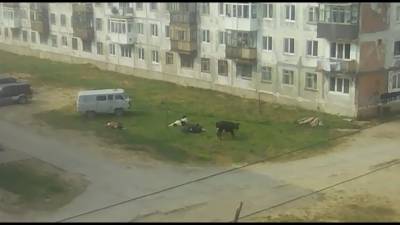 Жаловаться на коров, гуляющих по Охе, можно на "Сахалин.Онлайн" - sakhalin.info - район Охинский