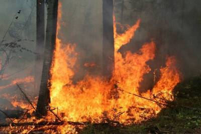 Сожженные тела женщины и ребенка нашли в лесу под Выборгом - spb.mk.ru - Ленинградская обл. - Санкт-Петербург - р-н Выборгский