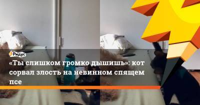 «Ты слишком громко дышишь»: кот сорвал злость на невинном спящем псе - ridus.ru