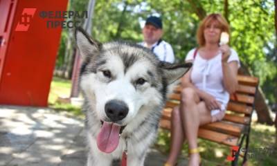 Денис Четырбок - Владельцев опасных собак хотят заставить страховать ответственность - fedpress.ru - Санкт-Петербург