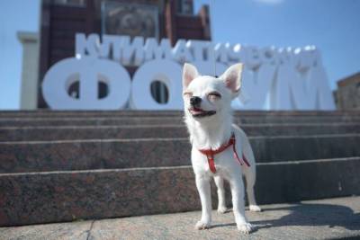 Музей Москвы пригласил горожан на День Жабобо - vm.ru - Москва - Города