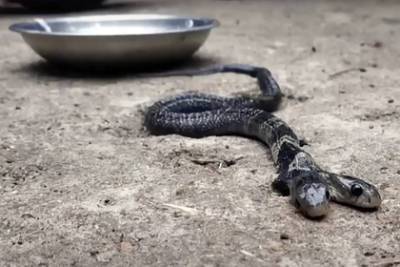 Найдена редчайшая двухголовая кобра - lenta.ru - India - штат Уттаракханд