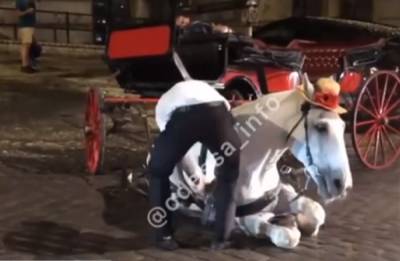 В Одессе уставшая лошадь упала посреди улицы, хозяину хотели устроить самосуд: видео скандала - politeka.net - Украина - Одесса