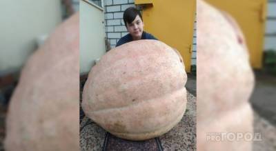 Чебоксарский школьник вырастил гигантскую тыкву и рассказал секрет успеха - pg21.ru - Чебоксары