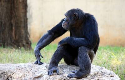 Шимпанзе используют приветствия, как и люди - techno.bigmir.net