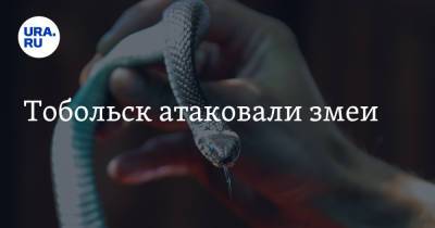 Тобольск атаковали змеи - ura.news - Тюменская обл. - Тобольск