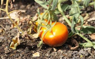 Почему чернеет низ помидора: чего не хватает плодам - skuke.net