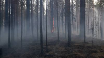 В Башкирии прокомментировали ситуацию с природными пожарами - russian.rt.com - Башкирия - респ. Татарстан - район Учалинский