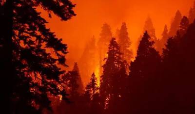 Гарвардские ученые связали лесные пожары со смертностью от ковида - newizv.ru - Вашингтон - шт. Калифорния - штат Орегон