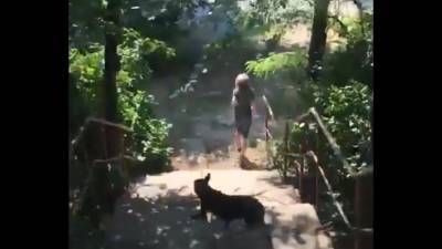 В Воронеже зоозащитника, мешая отлову, разогнала собак, покусавших утром женщину - gorcom36.ru - Воронеж