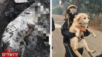Сгорела заживо собака, спасенная полицейским при пожаре у Иерусалима - vesty.co.il - Израиль - Иерусалим