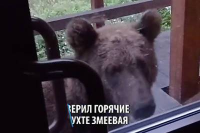 Прогулка вышедшего к горячим источникам в Бурятии медведя попала на видео - lenta.ru - респ.Бурятия