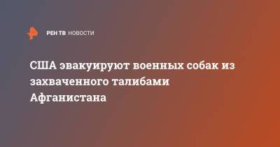 США эвакуируют военных собак из захваченного талибами Афганистана - ren.tv - Россия - США - Афганистан - Кабул