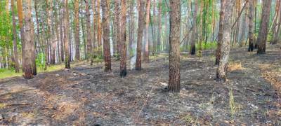 Из-за неосторожного обращения с огнём в регионе произошло 43 лесных пожара - ulpravda.ru - Ульяновск - Ульяновская - Сурск