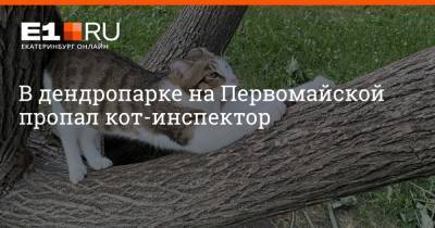 В дендропарке на Первомайской пропал кот-инспектор - e1.ru - Екатеринбург