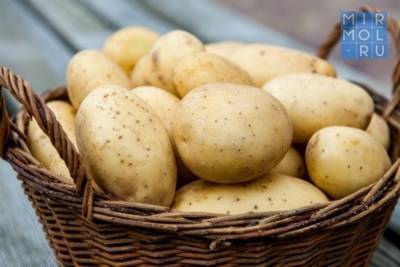 Дагестан увеличит урожай картофеля на 13 тысяч тонн - mirmol.ru - респ. Дагестан