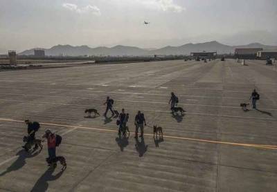 Для американских военных собаки дороже союзников - free-news.su - Кабул