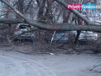 Ростовчанин отсудил у администрации города почти 300 тысяч за раздавленную деревом иномарку - privet-rostov.ru - р-н Советский
