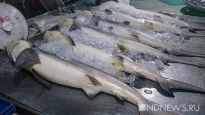 Золотая рыбка: южноуральцы умудрились «наварить» на чужой продукции несколько миллионов - newdaynews.ru - Челябинская обл. - Челябинск