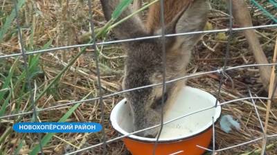 В воронежском заповеднике попросили не «спасать» детёнышей диких животных - vestivrn.ru