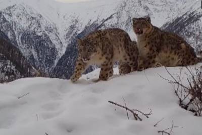 Снежные барсы играют со сломанной фотоловушкой на Алтае. Видео - tayga.info - респ. Алтай