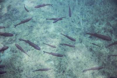 На берегу моря на юго-востоке Испании нашли мертвыми тысячи рыб - argumenti.ru - Екатеринбург - Испания
