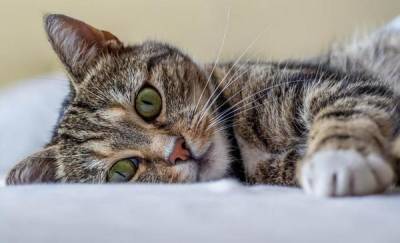 Кошку, которая заразилась коронавирусом в Тюмени, рекомендовали изолировать - news.megatyumen.ru - Тюмень - Тюменская обл. - Югра - окр. Янао