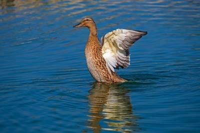 В Тамбовской области открывают сезон охоты на пернатую дичь - tambov.mk.ru - Тамбовская обл.