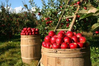 Роман - Священник рассказал, можно ли есть яблоки до Яблочного Спаса - rzn.mk.ru