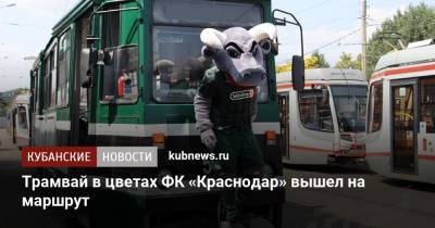 Трамвай в цветах ФК «Краснодар» вышел на маршрут - kubnews.ru - Россия - Краснодарский край - Краснодар - территория Краснодар