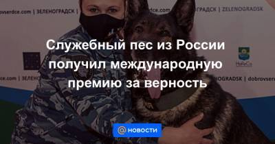 Служебный пес из России получил международную премию за верность - news.mail.ru - Россия - Ленинградская обл. - Санкт-Петербург - Италия