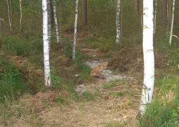Вологодские коты настолько суровы, что гоняют лис от хозяйских домов - vologda-poisk.ru
