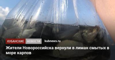 Жители Новороссийска вернули в лиман смытых в море карпов - kubnews.ru - Краснодарский край - Новороссийск - Черное Море
