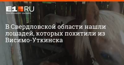 В Свердловской области нашли лошадей, которых похитили из Висимо-Уткинска - e1.ru - Екатеринбург - Свердловская обл.