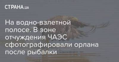 На водно-взлетной полосе. В зоне отчуждения ЧАЭС сфотографировали орлана после рыбалки - strana.ua - Украина