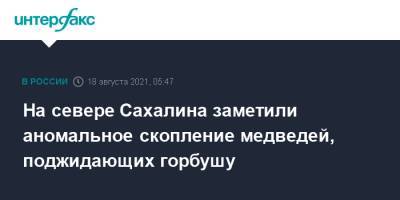 На севере Сахалина заметили аномальное скопление медведей, поджидающих горбушу - interfax.ru - Москва - Сахалин