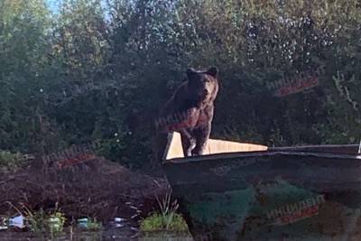 Медведь вышел в людям в кузбасском городе - tayga.info - Анжеро-Судженск