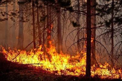 Площадь лесных пожаров в Башкирии уменьшилась до 158 гектаров - ufa.mk.ru - Башкирия