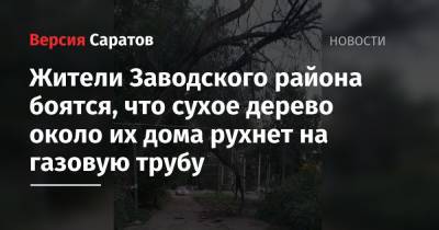 Жители Заводского района боятся, что сухое дерево около их дома рухнет на газовую трубу - nversia.ru - Саратова - район Заводский
