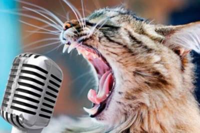 Появился очередной хит с "поющим" котиком: видео стало вирусным в Сети - vchaspik.ua - Украина - Юар
