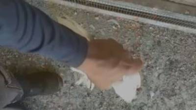 Жителя Беэр-Шевы сняли на видео, когда он отрывал головы голубям - vesty.co.il - Израиль - Беэр-Шевы