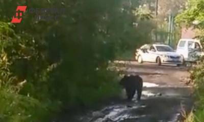 Медведь забрел в кузбасский город в поисках еды - fedpress.ru - Судженск - Анжеро-Судженск