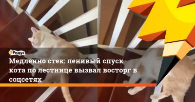 Михаил Горбачев - Медленно стек: ленивый спуск кота по лестнице вызвал восторг в соцсетях - ridus.ru