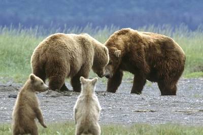 В лесополосе Печенгского района гуляет семейство медведей - murmansk.mk.ru - Санкт-Петербург - Новосибирск - Мурманск - Владивосток - район Печенгский